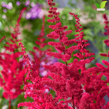 Votaniki Visions Volcano Astilbe chinensis Bright Pink Flowering Herbaceous Perennial No 1 Size Bare Root for Shaded Borders Containers Cutting Gardens and Pollinator Areas