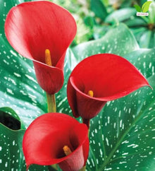 Votaniki Hybrid Calla Lily Red Alert Seeds Scarlet Red Trumpet Flowers with Speckled Green Foliage for Containers Borders Bouquets and Summer Garden Planting