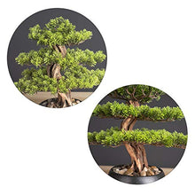 14.2in. Cedar Bonsai Plant Faux Bonsai Tree Simulation Potted Plant DIY Decorative Bonsai Pot for Home Office Shop House Plant