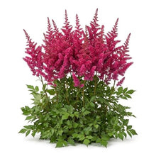 Votaniki Visions Volcano Astilbe chinensis Bright Pink Flowering Herbaceous Perennial No 1 Size Bare Root for Shaded Borders Containers Cutting Gardens and Pollinator Areas