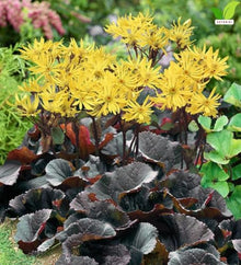 Votaniki Ligularia Midnight Lady #1 Size Root Dark Green Purple Blushed Foliage Golden Orange Flowers for Moist Borders Pollinator Gardens and Wet Site Planting