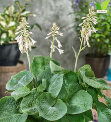 Votaniki Hosta Abiqua Drinking Gourd Bare Root Perennial Plant Dark Blue Green Cupped Foliage Shade Garden Plant White Summer Flowers Slug Resistant Woodland Accent (Pack of 25)