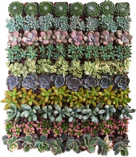 Shop Succulents Assorted Succulent Plant Pack Collection - Live Mini Succulent Plants, Low Maintenance, Mixture of Colors & Textures - Wedding and Party Favors, Gift & Garden