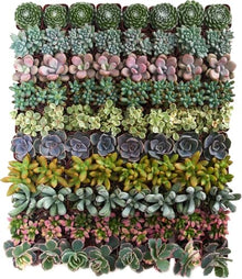 Shop Succulents Assorted Succulent Plant Pack Collection - Live Mini Succulent Plants, Low Maintenance, Mixture of Colors & Textures - Wedding and Party Favors, Gift & Garden