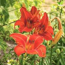 Votaniki Alabama Jubilee Daylily Top Size Root, Fiery Red Orange 7 Inch Fragrant Flowers, 30 Inch Summer Perennial for Sunny Borders, Containers and Pollinator Gardens