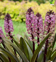 Votaniki Purple Reign Pineapple Lily Eucomis Top Size Bulb with Burgundy Foliage and Pink Mauve Flower Spikes for Patio Containers Borders Cut Flowers and Summer Gardens