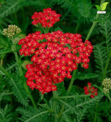 Votaniki Achillea Sassy Summer Sangria Yarrow #1 Size Root XXL Perennial Plant with Dark Red Flowers and Pollinator Friendly Summer Blooms for Borders Containers and Cut Gardens