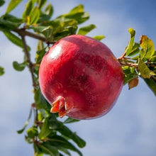 Votaniki Russian Pomegranate Tree — Live Plant 1-2 ft Tall for Garden or Backyard | Cold Hardy, Perennial & High-Yielding Edible Fruit Tree for Planting Outdoors, Easy-to-Grow (12 Pack)