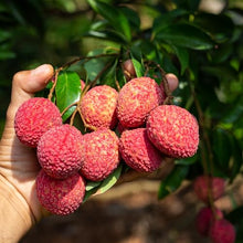 Live Mauritius Lychee Tree – Litchi chinensis | Tropical Lychee Fruit Tree Live Plant in 4 Inch Pot | Sweet & Fragrant Exotic Plant | Healthy Live Plant | Pack of 5