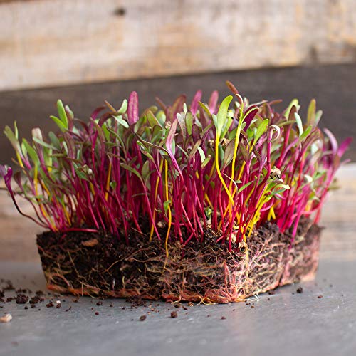 Mountain Valley Seed Company Rainbow Blend Beet Seeds 25 Lb Non-GMO Heirloom