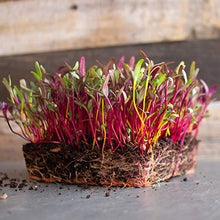Mountain Valley Seed Company Rainbow Blend Beet Seeds 25 Lb Non-GMO Heirloom