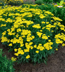 Votaniki Achillea Sassy Summer Lemon Yarrow Grade No. 1 XXL Bare Root Perennial with Bright Yellow Summer Blooms for Sunny Borders Pollinator Gardens Containers and Cut Flowers
