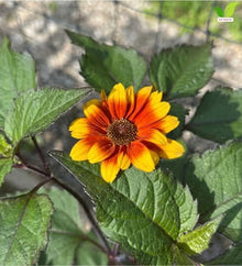 Votaniki Heliopsis helianthoides Sundial False Sunflower #1 Size Root, Gold Flowers with Red Eyes, Native Perennial for Borders, Containers, Cut Flowers and Butterfly Gardens