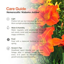 Votaniki Alabama Jubilee Daylily Top Size Root, Fiery Red Orange 7 Inch Fragrant Flowers, 30 Inch Summer Perennial for Sunny Borders, Containers and Pollinator Gardens
