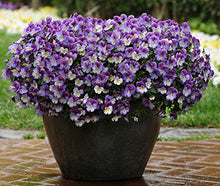 Soil Vigor Helps Flowers and Vegetable Garden Use Less Water and Fertilizers (20 pounds)