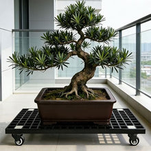 Laohucai Heavy Duty FRP Plant Caddy with Wheels, Large Potted Plant Caddy, Garden Flower Pot Planter Mover Planter Trolley with Lockable Casters, for Indoor Outdoor, Yards, Gardens, Balconie(77x50cm)