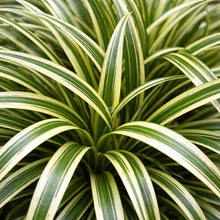 Classy Groundcovers: Sedge 'Ice Dance', 25 Pots - 3 1/4 in.