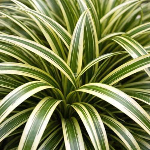 Classy Groundcovers: Sedge 'Ice Dance', 25 Pots - 3 1/4 in.
