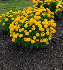 Votaniki Heliopsis helianthoides Rays for Days False Sunflower #1 Size Root, Double Golden Yellow Flowers for Borders, Containers, Cut Flowers and Butterfly Gardens