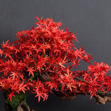 YXIANG56Q Fake Plants Articial Bonsain Tree Artificail Plants Potted Tree 25cm in Width Artificial House Plants Maple Tree Bonsai Fake Plant for Home Room Decor Bonsai Tree(B)