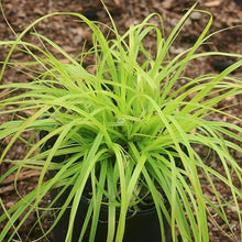 Classy Groundcovers: Everillo Sedge, 25 Pots - 3 1/4 in.