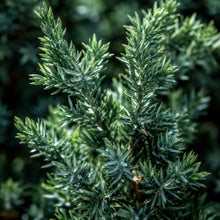 Spiny Greek Juniper - 40 Live Trees - Juniperus Chinensis