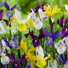 Dutch Iris Rainbow Mix – Top Size Flower Bulbs for Fall Planting | Hardy Perennial Bulbs for Planting | Vibrant Mixed Colors – Great for Gardens & Cut Flowers