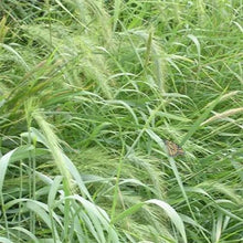Outsidepride Southeast Native Grass Seed Mix - 25 lbs. Perennial Drought-Tolerant Blend of Warm & Cool Season Grass Seeds for Southern Lawns, Ideal for Wildlife, Erosion Control & Soil Improvement