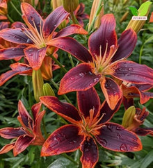 Votaniki Asiatic Lily Forever Susan Top Size Bulbs Deep Burgundy and Bright Orange Summer Blooming Flowers for Garden Borders Patio Containers and Cut Flower Displays (Pack of 100)