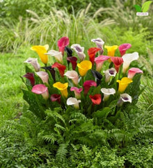 Votaniki Mixed Hybrid Calla Lily Top Size Bulbs for Summer Flowering, Multicolor Yellow Orange Red and White Blooms, Container and Cut Flower Garden Plant for Borders and Patio Displays