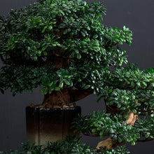 YXIANG56Q Fake Plants Indoor Fake Tree Potted Plant Ornaments Desktop Jewelry Entrance Decoration Simulation Tree Decoration High-Grade Artificial Bonsai Bonsai Tree