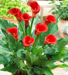 Votaniki Hybrid Calla Lily Red Alert Seeds Scarlet Red Trumpet Flowers with Speckled Green Foliage for Containers Borders Bouquets and Summer Garden Planting