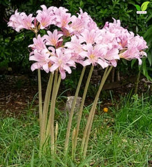 Votaniki Lycoris Squamigera Resurrection Lily Top Size Bulbs, Pink Trumpet Flowers for Late Summer Gardens, Full Sun or Partial Shade, Butterfly and Hummingbird Planting