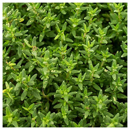 Everwilde Farms - 1 Lb Organic English Thyme Herb Seeds - Gold Vault Packet