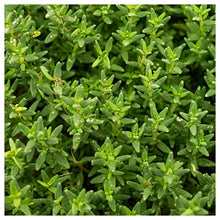 Everwilde Farms - 1 Lb Organic English Thyme Herb Seeds - Gold Vault Packet