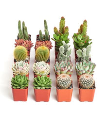 Shop Succulents Premium Live Mini Cactus and Succulent Plants in 2" Pots, Easy Care Indoor or Outdoor Gardening, Terrariums, Favors, & Contemporary Spaces with Hardy, Resilient Varieties, Pack of 256