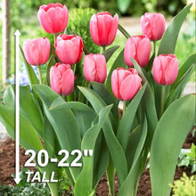 Garden State Bulb Darwin Hybrid Pink Impression Tulip Flower Bulbs, 12/+ cm (Bag of 250)