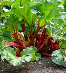 Votaniki Victoria Rhubarb Bare Root Plant Edible Perennial with Thick Green Stalks and Heavy Harvest Potential for Vegetable Gardens Homesteads and Landscape Plantings