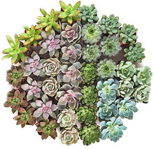 Shop Succulents | Wedding Collection | Bulk Rosette Succulent Plants Live | Mini Echeveria Succulents Rooted in 2 Inch Pots for Favors, Bouquets, and Decor