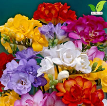 Votaniki's Double Freesia Mix Bulbs for Planting Ruffled Fragrant Blooms Vibrant Mixed Colors Spring Flowers for Containers Garden Beds Indoor Forcing Cut Flower Use (Pack of 250)