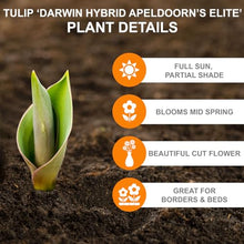 Garden State Bulb Darwin Hybrid Apeldoorn's Elite Tulip Flower Bulbs, 12/+ cm (Bag of 250)