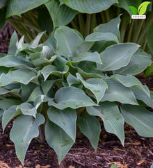 Votaniki Hosta Halcyon Bare Root Perennial Plant Frosty Blue Green Pointed Foliage Shade Garden Plant Pale Blue Violet Midsummer Flowers Patio Container Border Edging (Pack of 25)