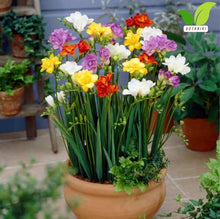 Votaniki's Double Freesia Mix Bulbs for Planting Ruffled Fragrant Blooms Vibrant Mixed Colors Spring Flowers for Containers Garden Beds Indoor Forcing Cut Flower Use (Pack of 250)