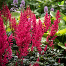 Votaniki Visions Volcano Astilbe chinensis Bright Pink Flowering Herbaceous Perennial No 1 Size Bare Root for Shaded Borders Containers Cutting Gardens and Pollinator Areas