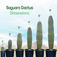 The Cactus Outlet Live Saguaro Cactus 2' Green