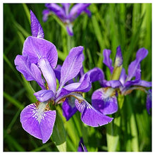 Everwilde Farms - 1 Lb Northern Blue Flag Native Wildflower Seeds - Gold Vault
