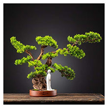 Welcome Pine Cliff Cypress Simulation Bonsai Living Room Hotel Entrance Decoration Ornaments Purple Sand Flower Pot Potted Plants House Plant (Color : C)