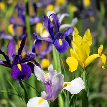 Dutch Iris Rainbow Mix – Top Size Flower Bulbs for Fall Planting | Hardy Perennial Bulbs for Planting | Vibrant Mixed Colors – Great for Gardens & Cut Flowers