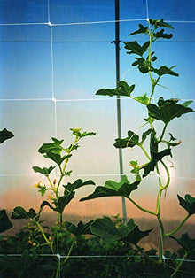 Tenax 100521799 Hortonova Plant Trellis Net, 42" x 3,280', White