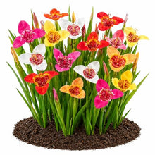 Votaniki Tigridia Mix Bulbs Vibrant Tiger Flower Summer Blooming Bulbs for Garden Borders Containers Rock Gardens and Colorful Outdoor Cut Flower Displays (Pack of 250)